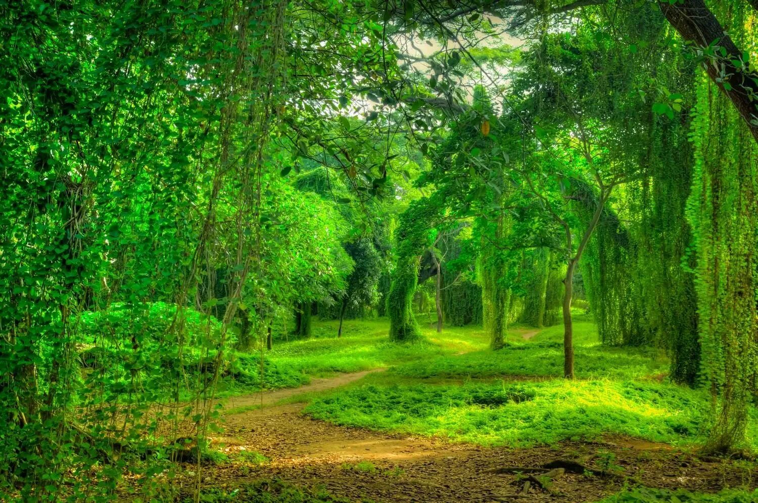 Зеленая природа. Красивый лес. Зеленый лес. Красивые леса.