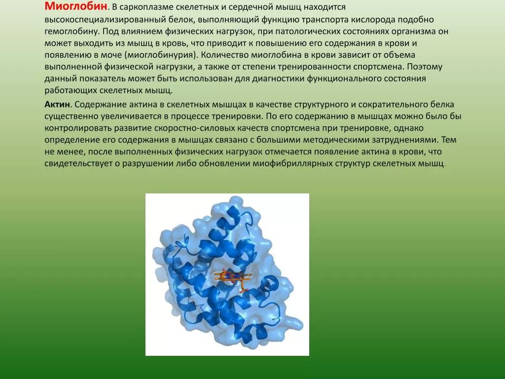 Какова функция миоглобина. Миоглобин. Строение и функции миоглобина. Миоглобин его структура и роль в организме. Белок миоглобин.