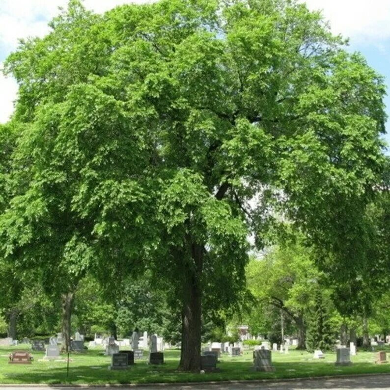 Карагач где. Вяз гладкий (Ulmus laevis). Вяз Давида. Караич дерево. Вяз Давида дерево.