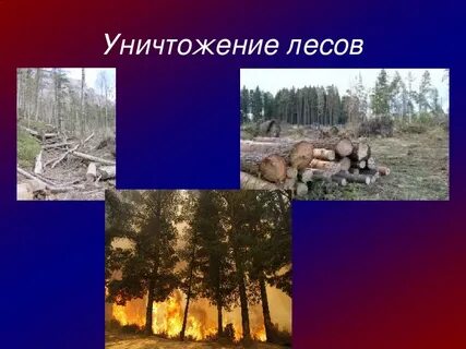 Глобальные проблемы леса