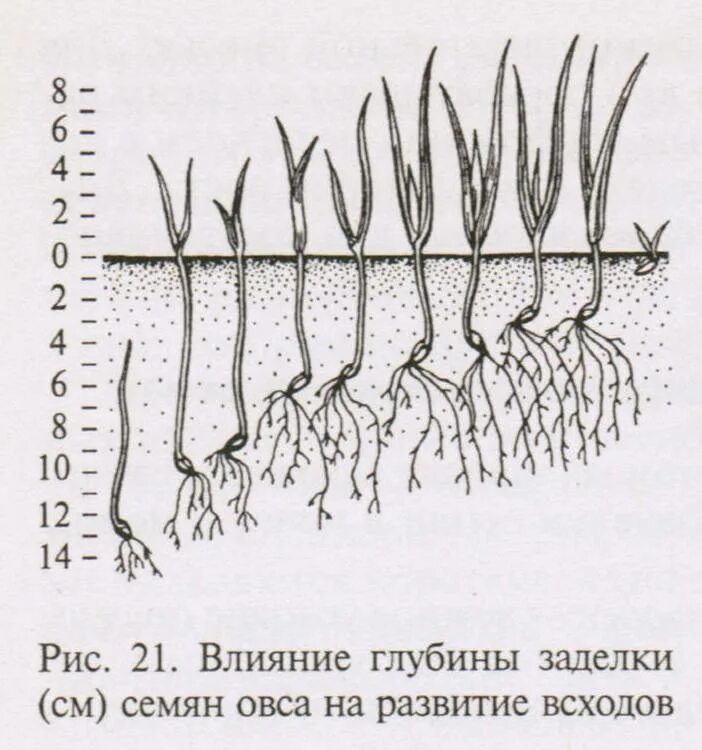 На какую глубину садить семена. Глубина заделки семян зерновых культур. Глубина заделки семян Яровой пшеницы. Посев зерновых глубина заделки семян. Глубина заделки семян различных растений.