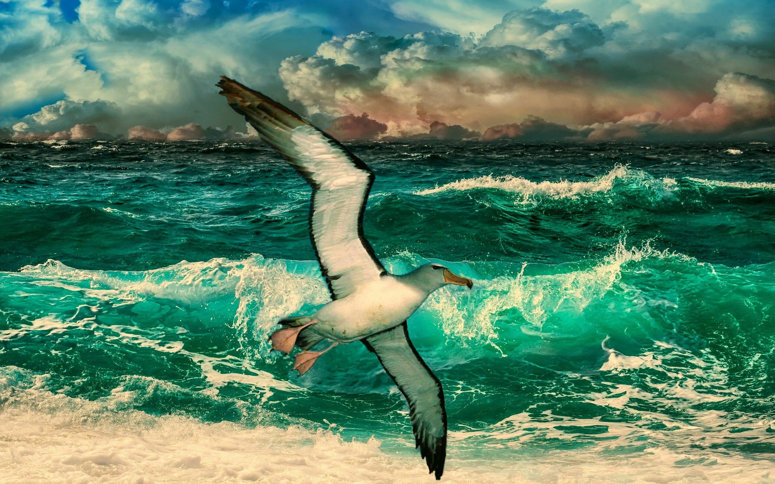 Волны и чайки над морем. Море, Чайки. Море птицы. Красивые морские птицы. Чайка на море.