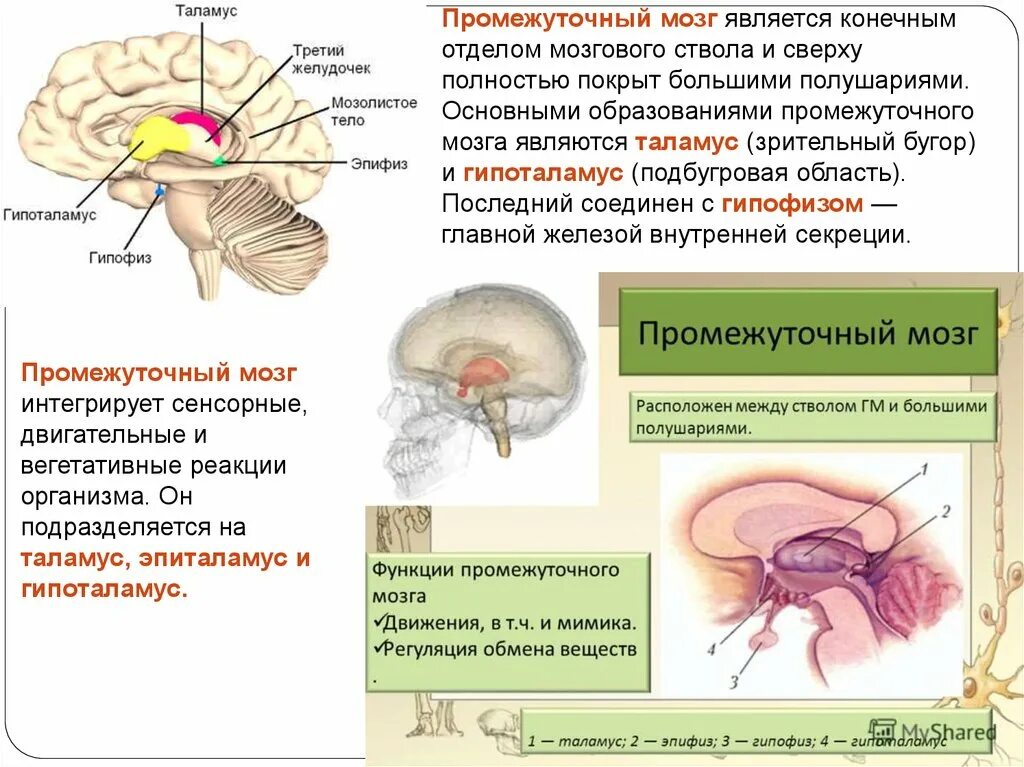 Таламус и гипоталамус какой отдел мозга. Промежуточный мозг гипоталамус гипофиз. Функции гипоталамуса промежуточного мозга. Промежуточный мозг гипофиз эпифиз функции. Гипофиз эпифиз таламус.