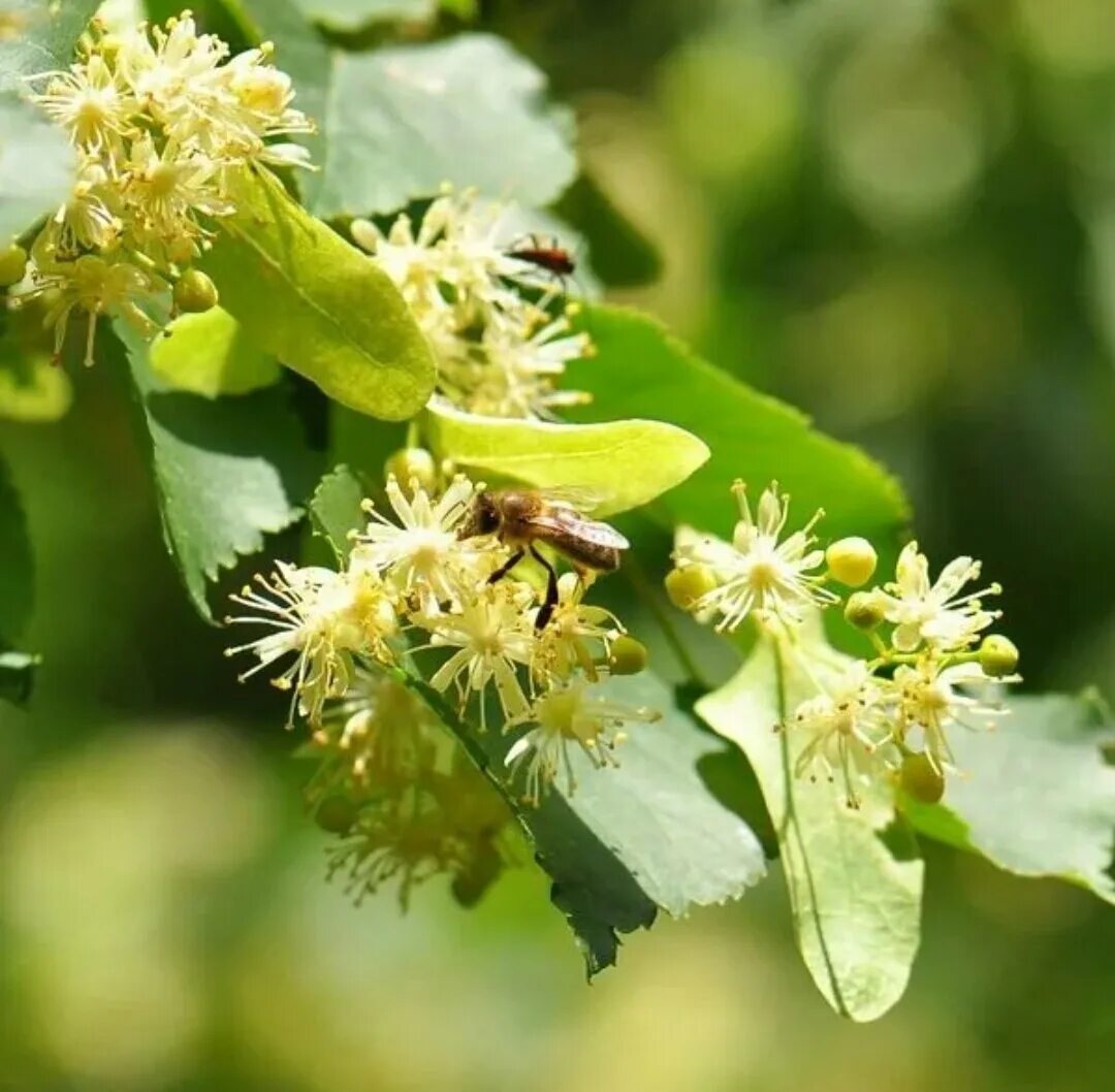 лето липа. липа дерево цветение. липа мелколистная медонос. под липой было. читать под липой прохладно и спокойно залетавшие в круг ее тени.