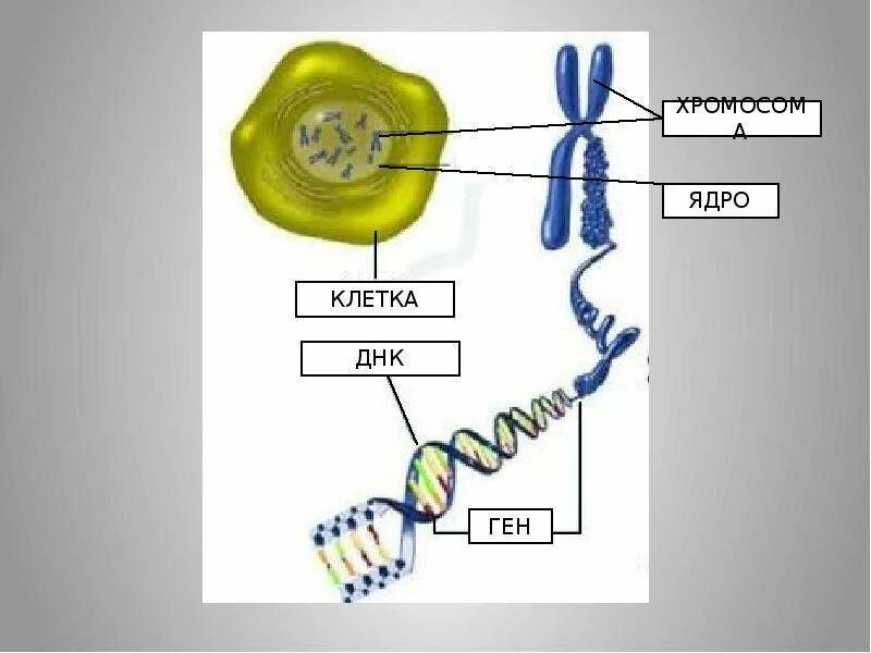 Значение клетки днк. Клетка ядро хромосома ДНК. Строение ДНК ген. Ген хромосома ДНК. Ядро хромосомы ДНК ген.