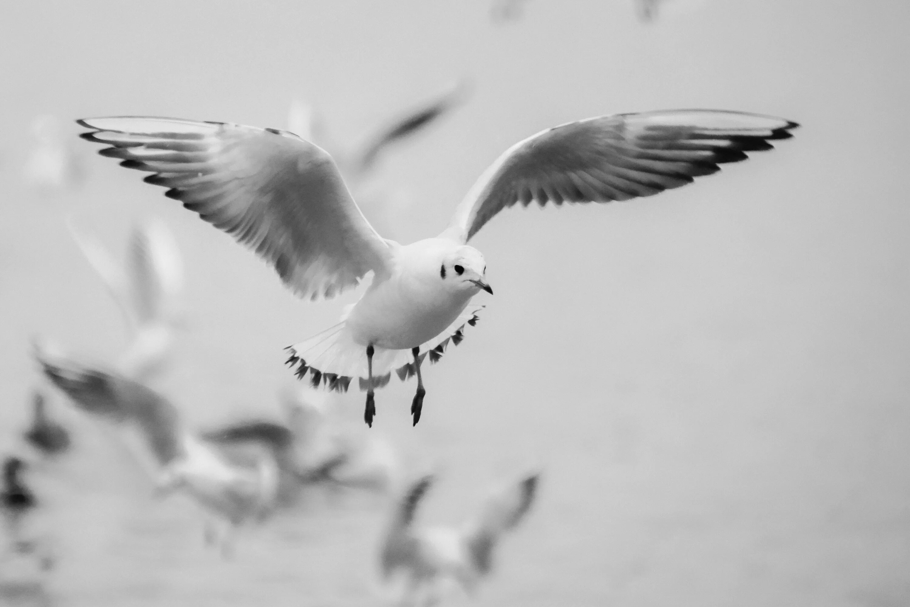 Белая птица с серыми крыльями. Птица в полете. Чайки рисунок. Море, Чайки. Птица черно белая.
