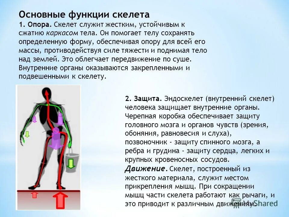 Основные функции скелеат. Опора и движение организмов. Главные функции скелета. Основные функции скелета человека.