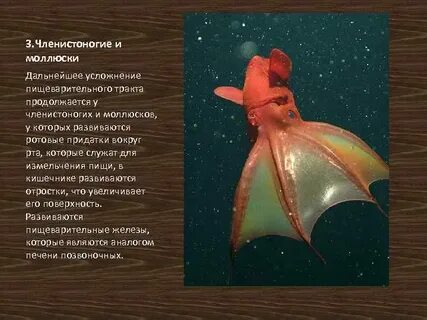 Моллюски и членистоногие