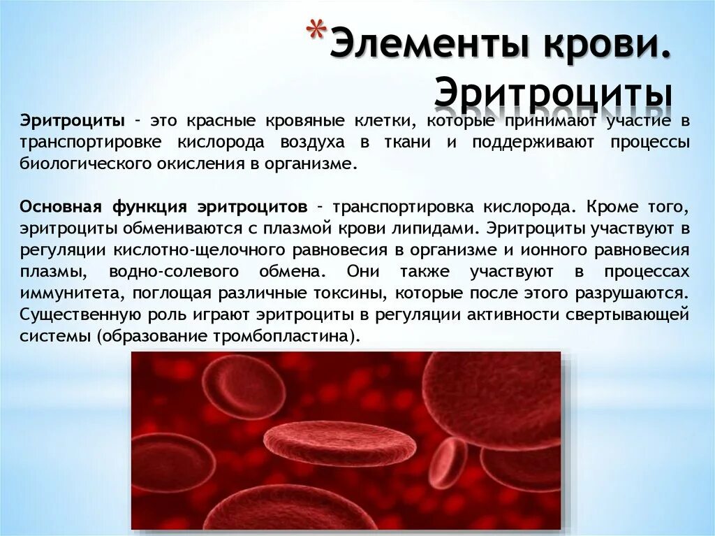 При каком заболевании эритроцитов. Функции эритроцитов в крови. Основные функции эритроцитов. Эритроциты функция в организме. Эритроцит человека образование.