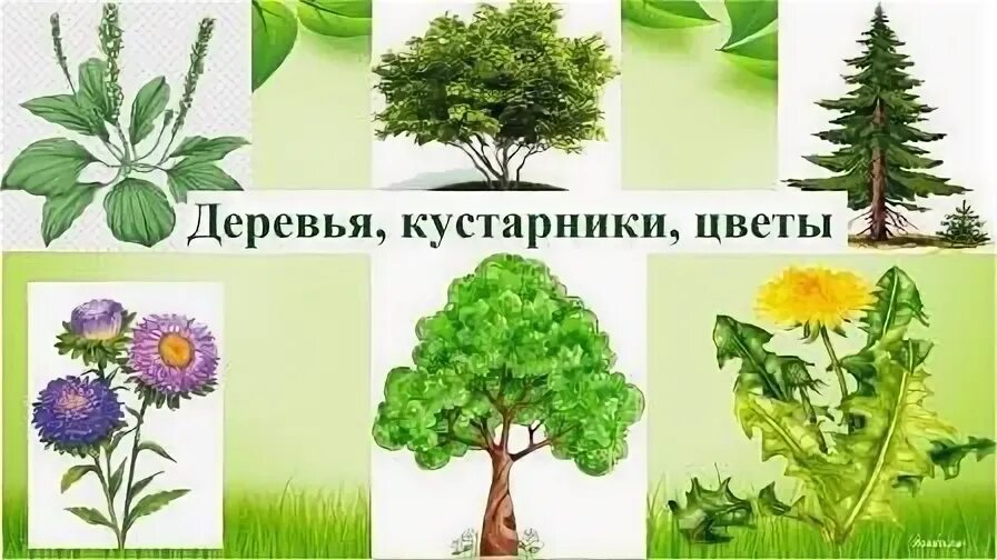 Картинки деревьев кустарников