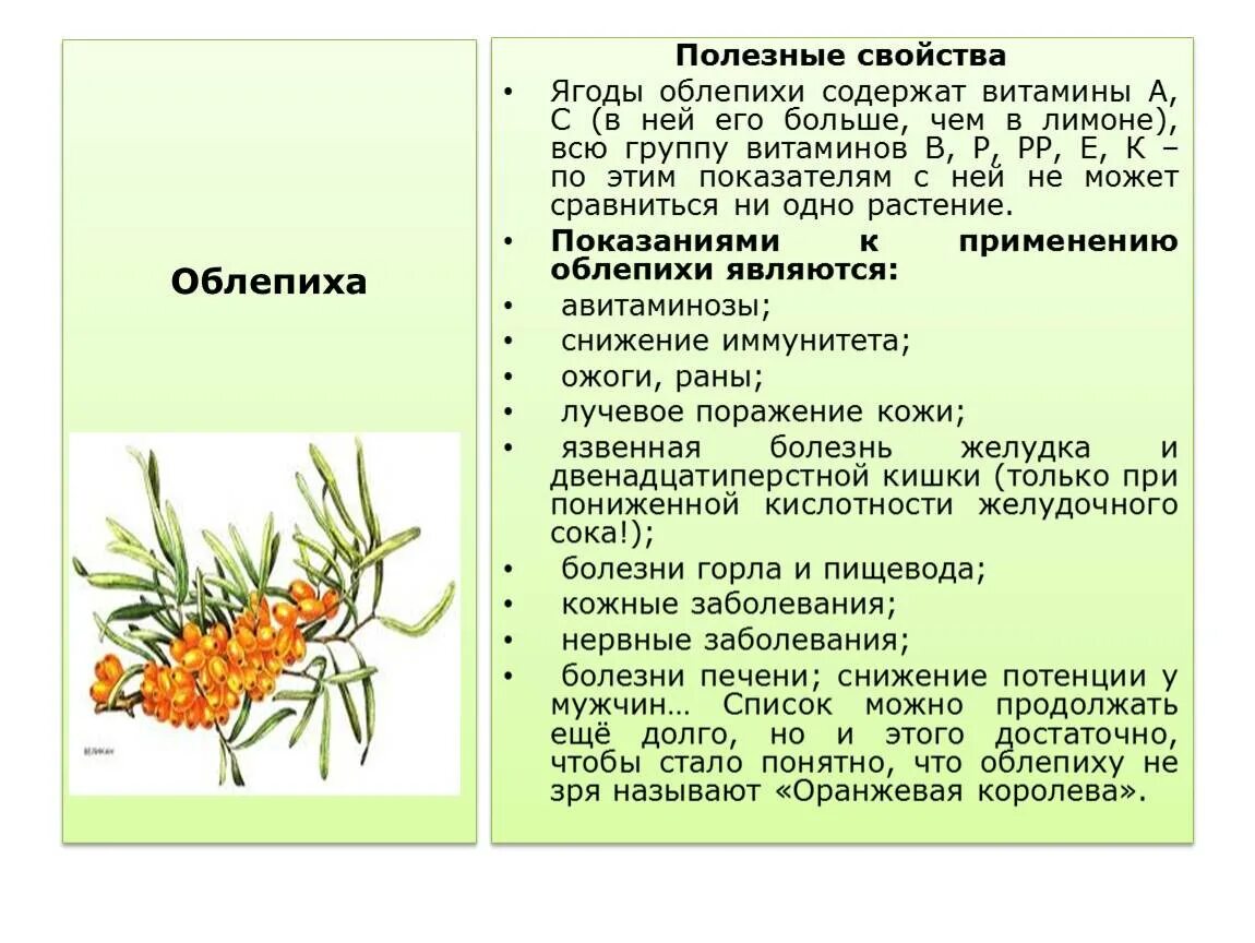 Целебные свойства облепихи. Облепиха полезные свойства. Чем полезна облепиха для организма. Лекарственные свойства облепихи.