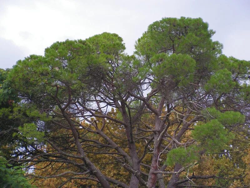 Сосна пицундская. Pinus friesiana. Пицундская сосна цветение. Пицундская сосна джанхот. Сосна пицундская описание.