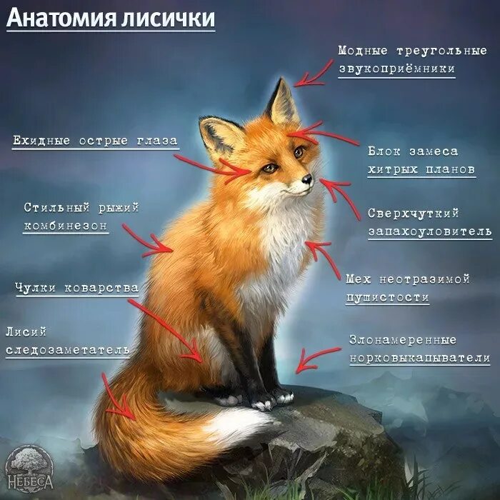 Признаки внешнего строения лисицы