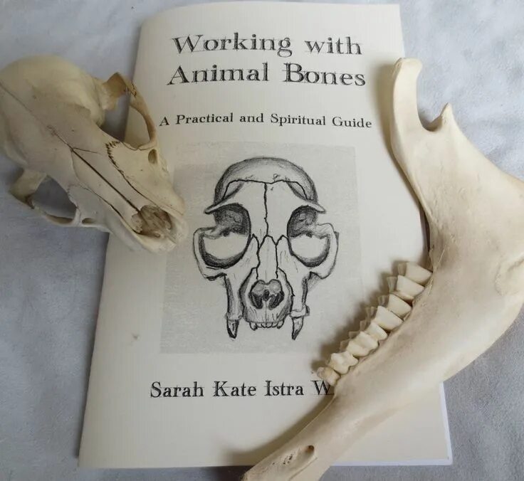Череп животного с кристаллами. Cranial Bones Craft pdf.