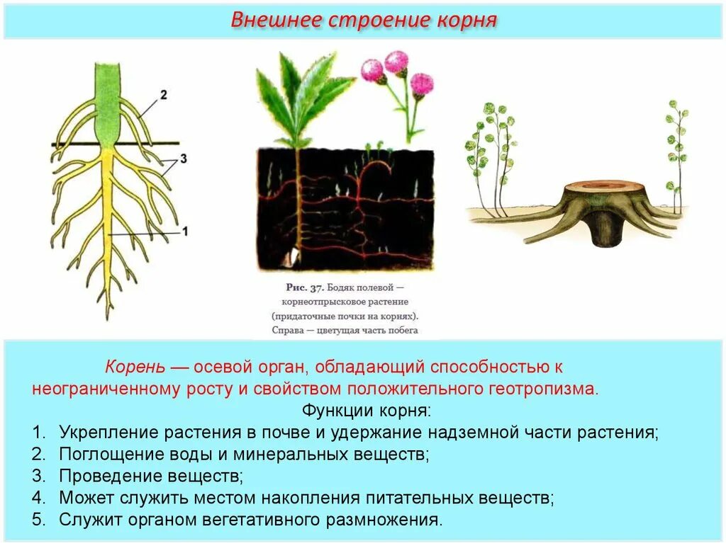 Укрепление растения в почве и удержание надземной части растения. Внешнее строение корня. Функции корня растений.