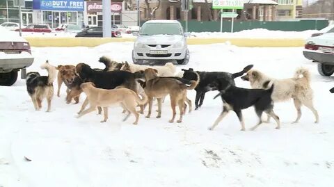 Угроза жизни собаками