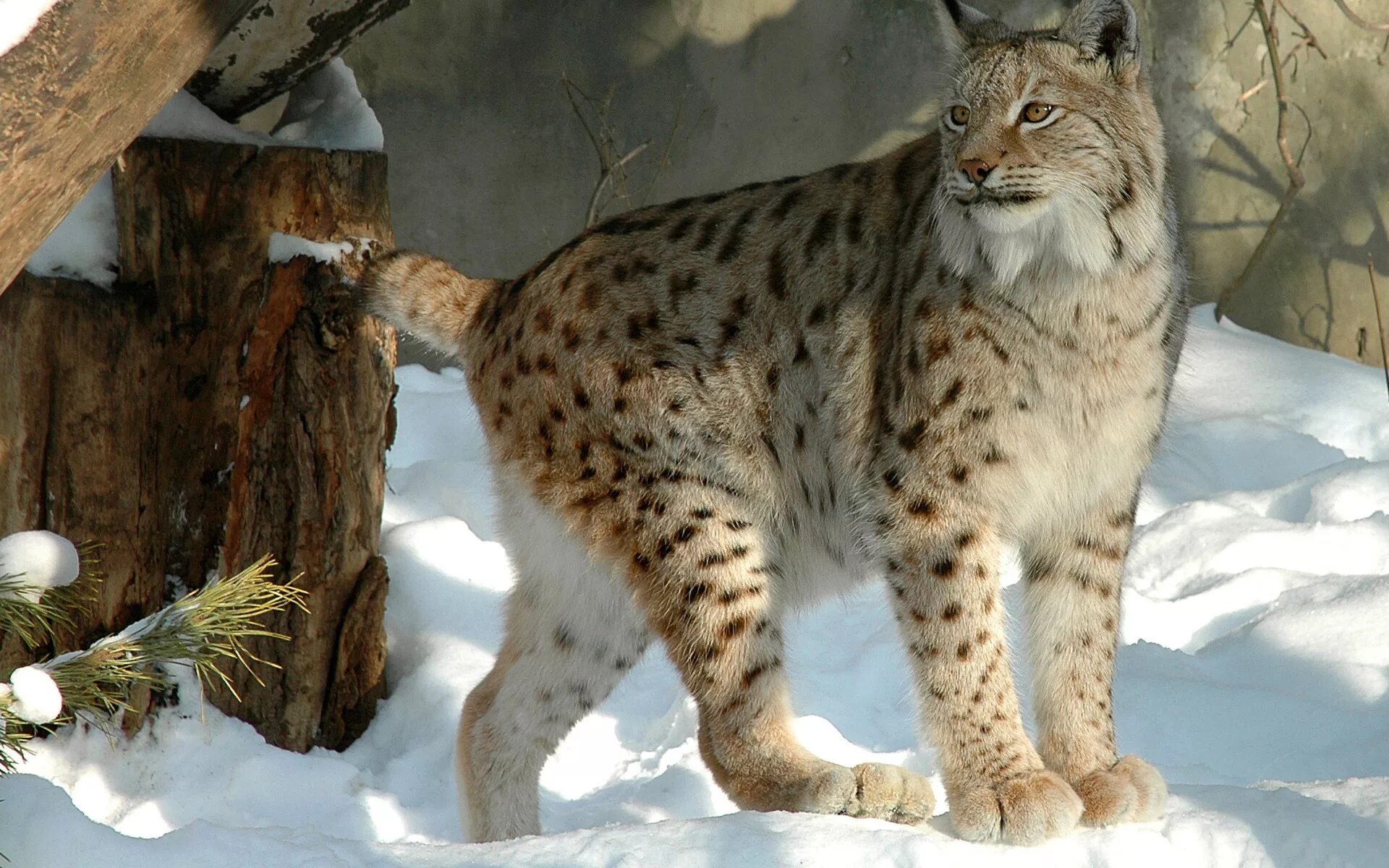 Рысь обыкновенная Lynx Lynx Linnaeus, 1758. Канадская Рысь Бобкэт. Сибирская Рысь. Таежная Рысь. Средняя рысь