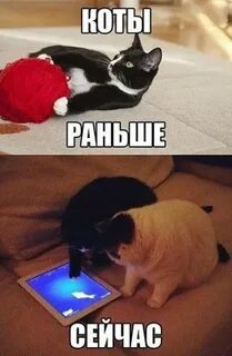 Почему кошка раньше