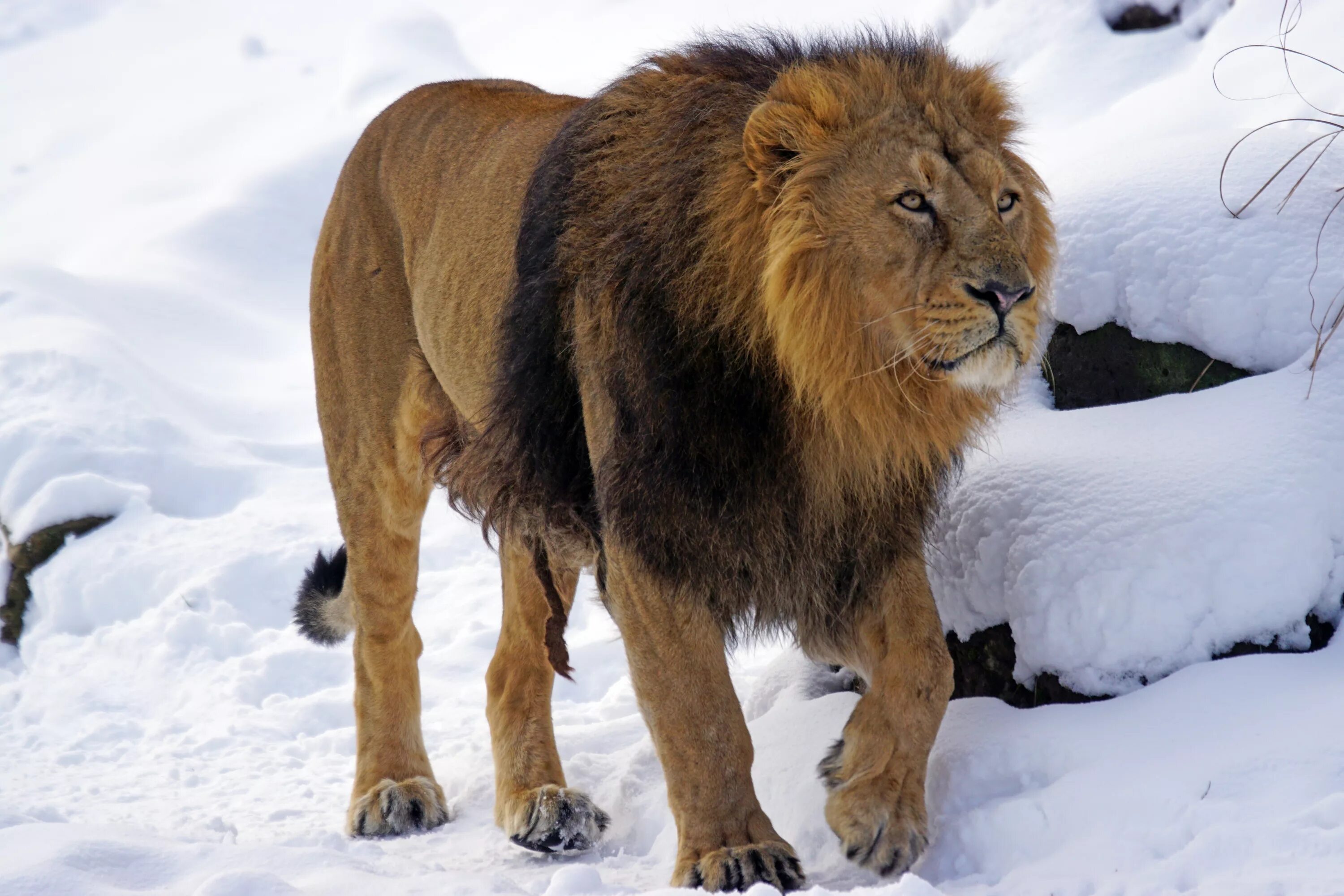 Североконголезский Лев. Североконголезский Лев (Panthera Leo azandica). Катангский Лев. Лев зимой. Мужчина дикий зверь