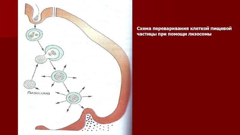 Переваривание пищевых частиц клетки происходит