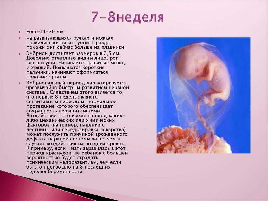 7 недель ощущения. Размер ребенка в 7-8 недель беременности. размер зародыша ребенка в 8 недель. размер ребенка на 8 неделе. плод 7 недель беременности размер плода.
