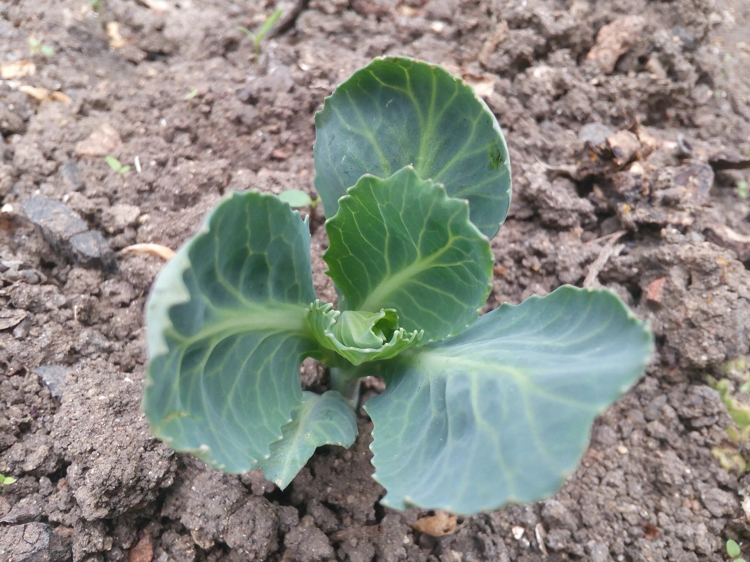 цветная капуста на грядке. выращивание капусты белокочанной. савойская капуста рассада. капуста белокочанная высадка. выращивание капусты белокочанной.