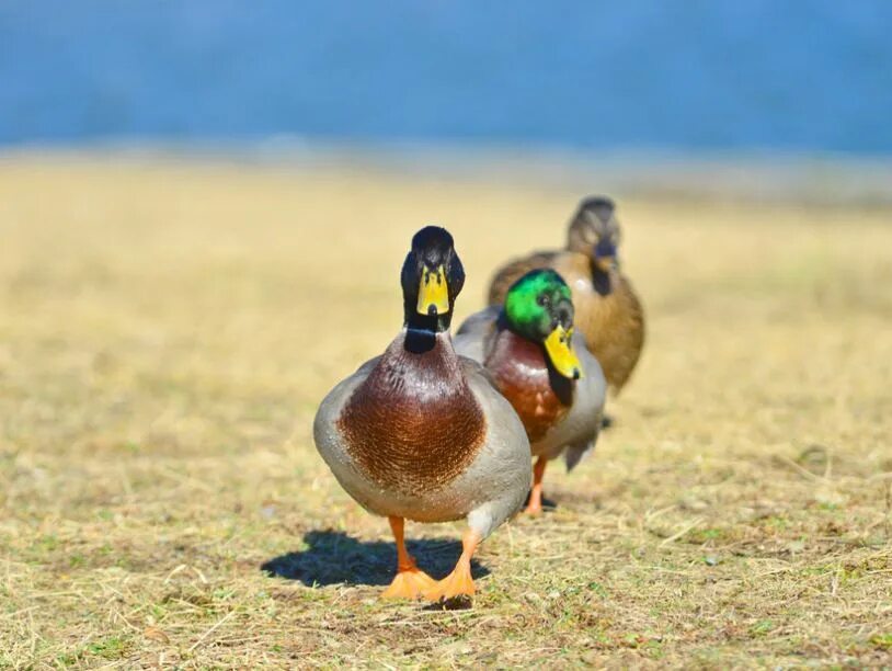 Duck source