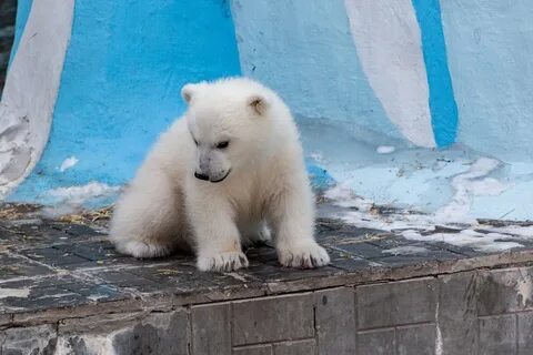 Медведь в новосибирске