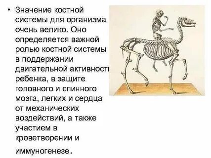 Значение костной ткани в организме человека