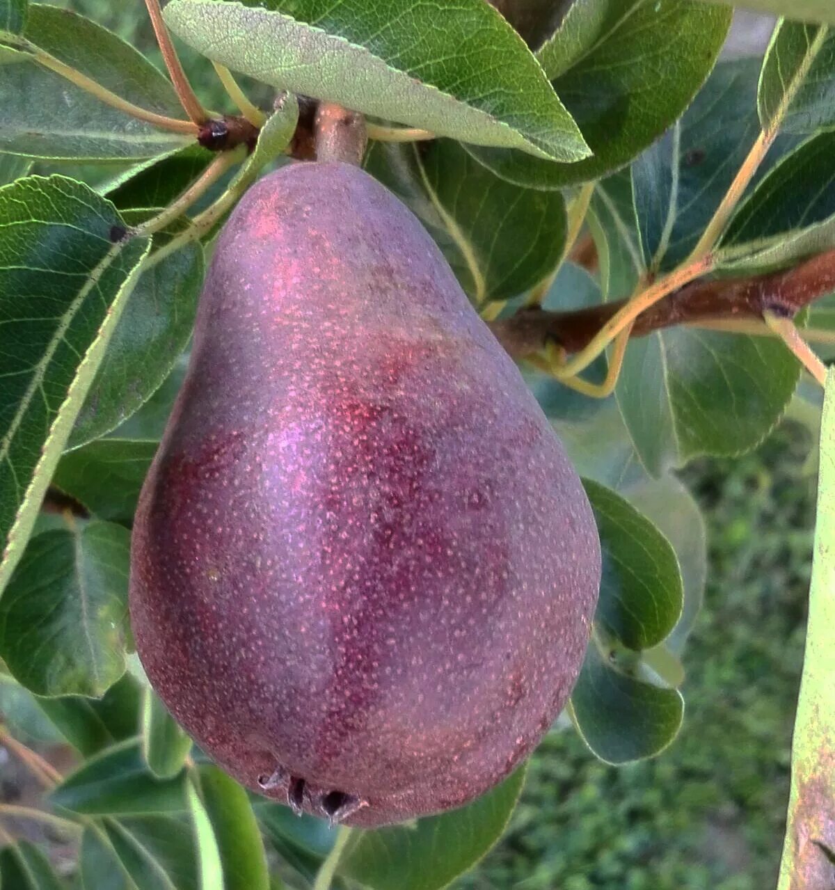 Красная груша сорт. Груша старкримсон. Красная груша сорт. Сорта груш красного цвета. Красная груша сорт.