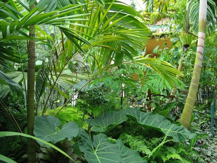 Озеленение в тропиках Бали. Когалым сад тропических лесов. Tropical Plants. Растения Флориды.