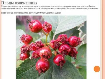 Состав плодов боярышника