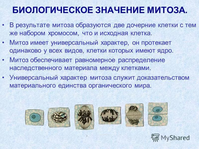 Биологическое значение. Схема деления клетки с комментариями. Роль деления клетки. Митоз биологический смысл фазы биологическое значение. Митоз.