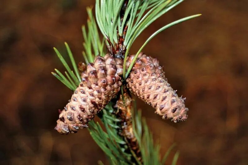 Мужская шишка. Pinus contorta. Pinus contorta шишка. Pinus contorta Cones. Lodgepole Pine.