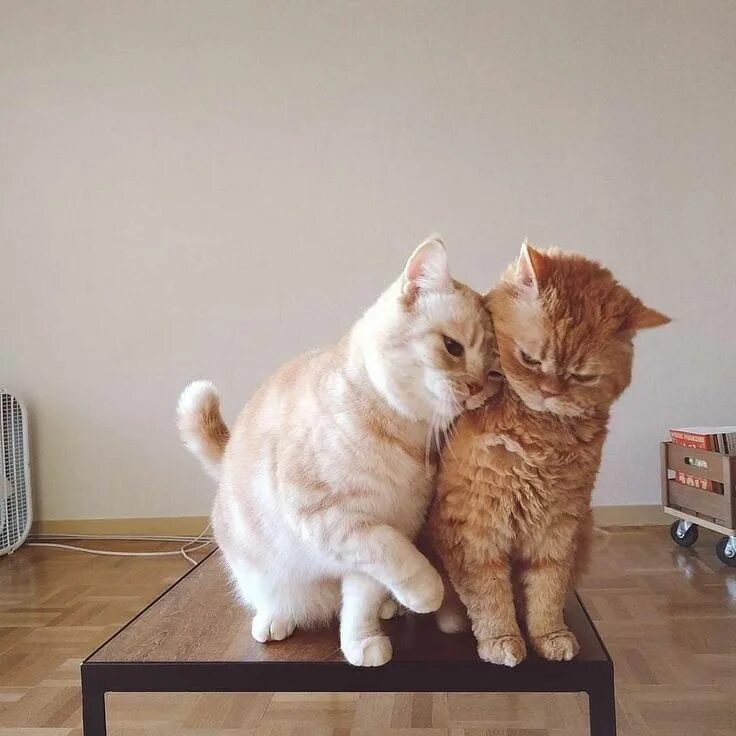 Люблю котиков фото Pin by Shaikha BinSayyar on Drawings Cute cat memes, Cute love memes, Hello meme