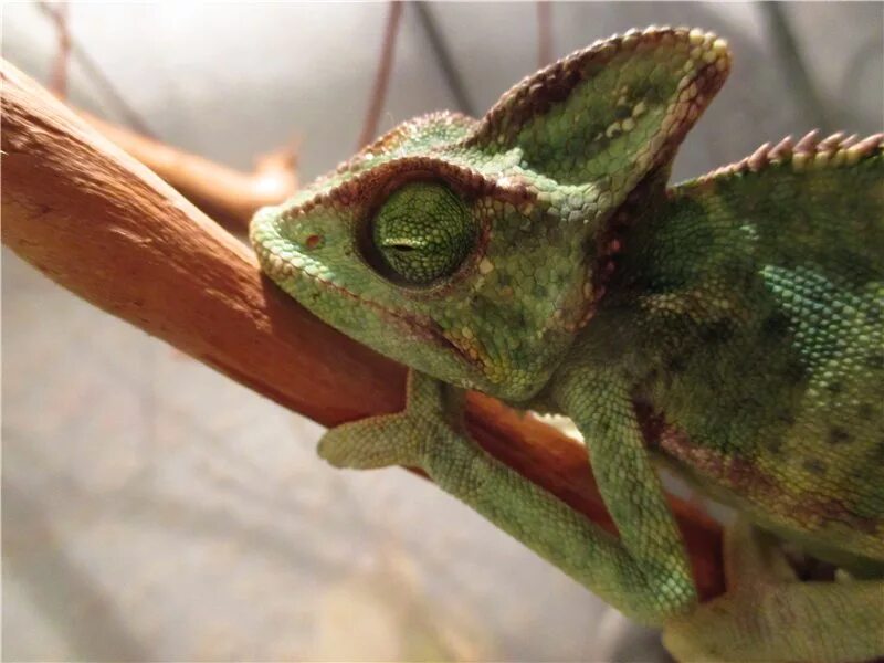 Как выглядят хамелеоновые глаза Chameleón Hlava Ještěrka Fotografie zdarma na Pixabay Cute animals, Animals, C