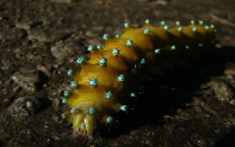 Капровый жук trogoderma granarium ev. Опасные личинки. Опасные личинки. Опасные личинки. Паразитические черви гельминты.