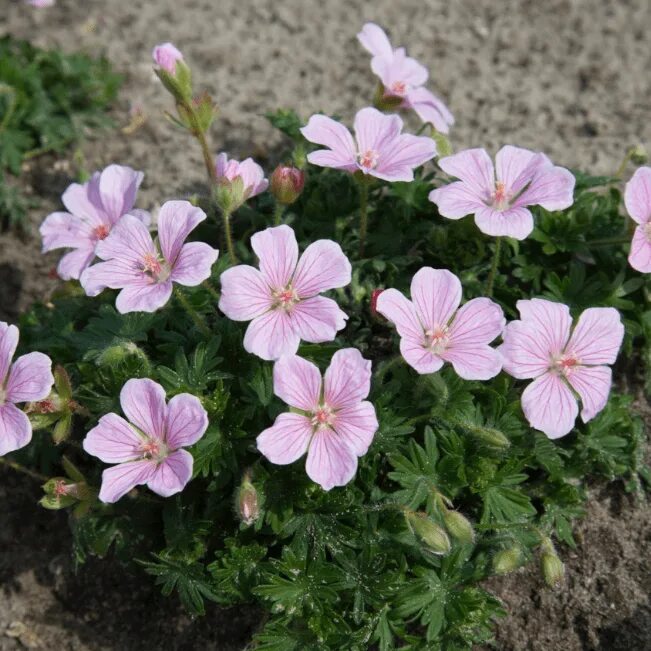 Герань кембриджская (13 фото): описание герани Biokovo, Orkney Cherry и других р
