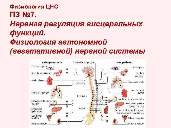 Нервная регуляция вегетативной системы функции. Функции вегетативной нервной системы физиология. Вегетативная нервная система физиология схема. Регуляторная функция ЦНС физиология. Нервная регуляция висцеральных функций.