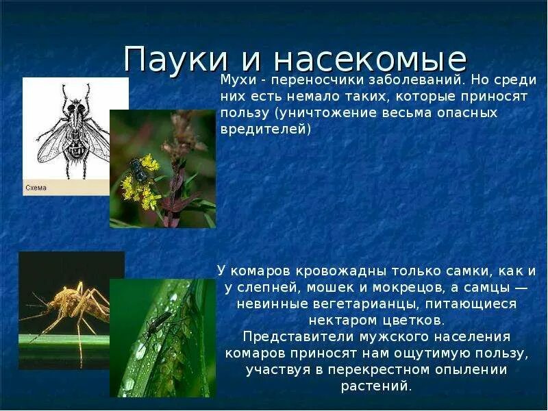Паукообразных от насекомых. Отличие насикомыхтот пауков. Отличие насекомых от паукообразных. Относятся ли пауки к насекомым. Чем паукообразные отличаются от насекомых.