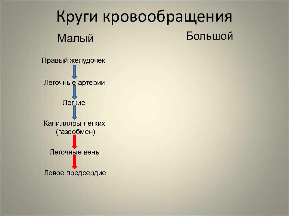 Малый круг кровообращения последовательность. Прохождения кровитпо малому кругу кровообращения. Большой круг кровообращения последовательность. Последовательность движения крови по малому кругу кровообращения. Порядок малого круга кровообращения