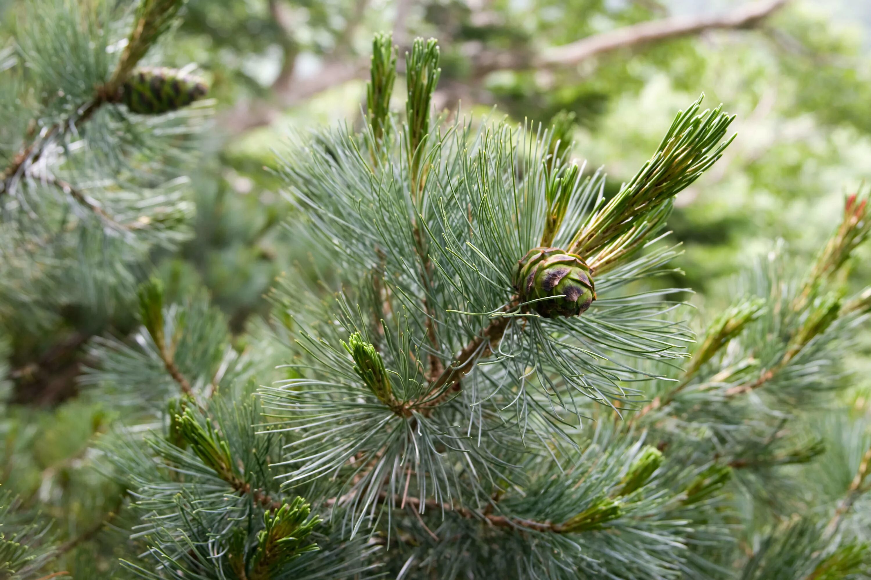 Хвойные сосновые. Сосна Кедровый стланик. Сосна Кедровый стланик Pinus pumila. Сосна Кедровая стланиковая Кедровый стланик. Сосна Кедровая стланиковая Глаука.