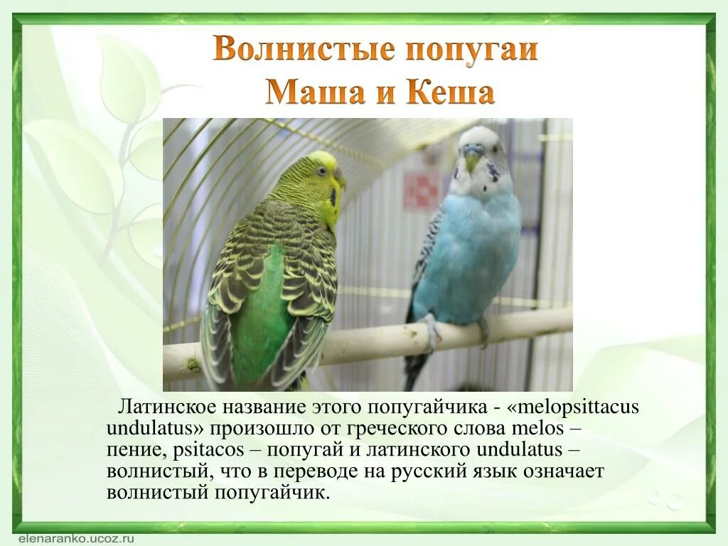 Проект на тему волнистые попугаи 5 класс