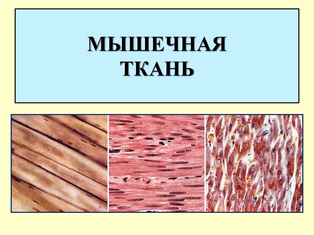 Мышечная ткань. Мышечная ткань животных. Мышечная ткань человека. Ткани животных мышечная ткань. Мышечные ткани какие