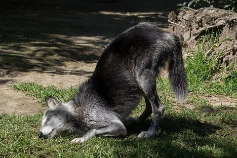 Wolf 2