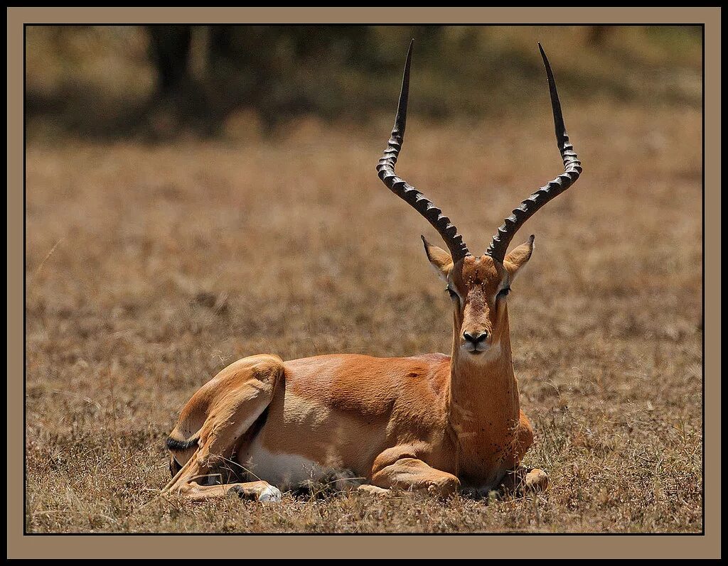 Impala has a scar as a trophy of escaping a lion attack! - 9GAG