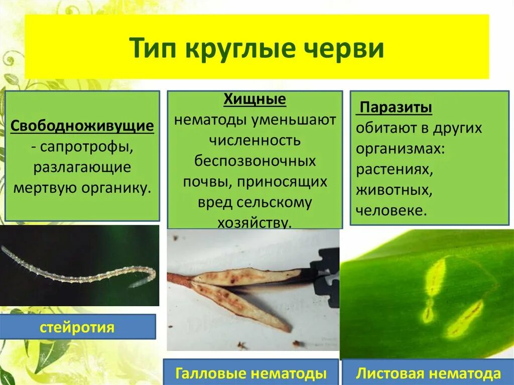 Свободноживущие нематоды (Nematoda).. Классы круглых червей. Представители класса собственно круглые черви. Паразитические черви Тип круглые черви. Примеры беспозвоночных животных плоские черви