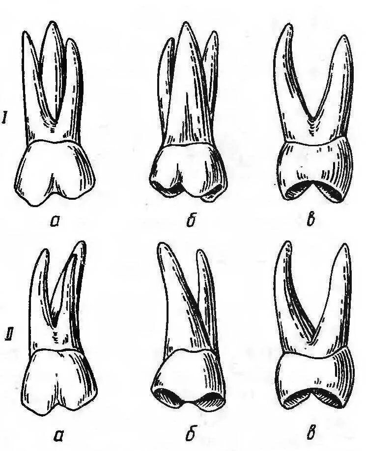 Первый моляр верхней челюсти. Молочный второй моляр верхней челюсти. Моляры и премоляры верхней челюсти. Премоляры анатомия зубов. 1 Премоляр верхней челюсти корни.