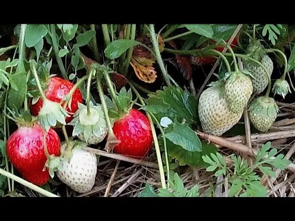 Клубника после дождя. Клубника после дождя. Клубника после дождя. Fragaria orientalis, земляника восточная. Клубника после дождя.