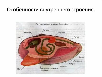 Особенности строения наземные